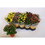 Chrysanthemum Krüsanteem indi double flowered mix 12cm