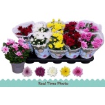 Chrysanthemum Krüsanteem indi double flowered mix 12cm