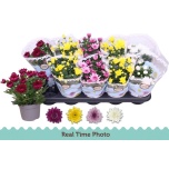 Chrysanthemum Krüsanteem indi double flowered mix 12cm
