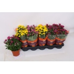 Chrysanthemum Krüsanteem indi double flowered mix 12cm