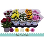 Chrysanthemum Krüsanteem indi double flowered mix 12cm