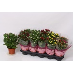 Chrysanthemum Krüsanteem indi double flowered mix 12cm