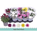Chrysanthemum Krüsanteem indi double flowered mix 12cm