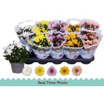 Chrysanthemum Krüsanteem indi double flowered mix 12cm