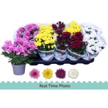 Chrysanthemum Krüsanteem indi double flowered mix 12cm