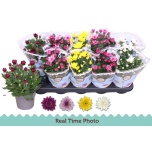 Chrysanthemum Krüsanteem indi double flowered mix 12cm