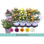 Chrysanthemum Krüsanteem indi double flowered mix 12cm