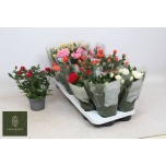 Rosa Potiroos kordana mix 5 varieties 10,5cm