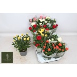 Rosa Potiroos kordana mix 5 varieties 10,5cm