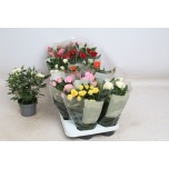Rosa Potiroos kordana mix 6 varietys 10,5cm