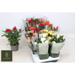 Rosa Potiroos kordana mix 6 varietys 10,5cm