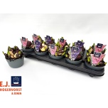 Hyacinthus Hüatsint mix 2 color 10,5cm