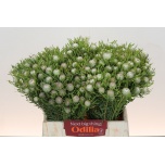 Leucadendron Valgepuu Ayoba Star Pearl 40cm