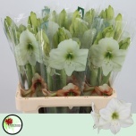 Hippeastrum Ratsuritäht Casablanca*3