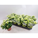 Chrysanthemum Krüsanteem indi splash meadow 12cm