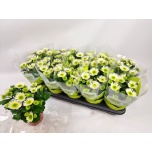 Chrysanthemum Krüsanteem indi splash meadow 12cm