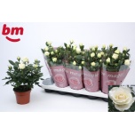 Rosa Potiroos white beau monde 12cm