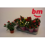 Rosa Potiroos beau monde mix 7 varieties 10,5cm
