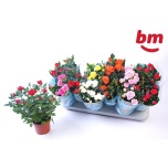 Rosa Potiroos beau monde mix 7 varieties 10,5cm