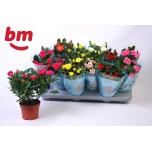 Rosa Potiroos beau monde mix 7 varieties 10,5cm