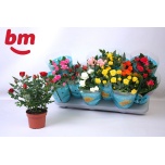Rosa Potiroos beau monde mix 7 varieties 10,5cm