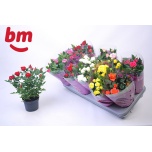 Rosa Potiroos beau monde mix 7 varieties 10,5cm