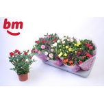 Rosa Potiroos beau monde mix 7 varieties 10,5cm