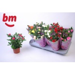 Rosa Potiroos beau monde mix 7 varieties 10,5cm