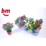 Rosa Potiroos beau monde mix 7 varieties 10,5cm