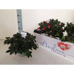 Rhododendron Asalea simsii mix 4 varietys 13cm
