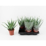 Aloe arborescens 12cm