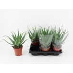 Aloe arborescens 12cm
