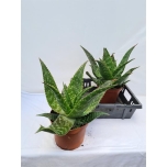 Aloe arborescens 23cm