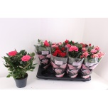 Rosa Potiroos Pathit 13cm