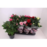 Rosa Potiroos Patio Hit mix 13cm