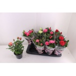 Rosa Potiroos Patio Hit mix 13cm