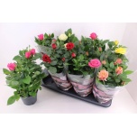 Rosa Potiroos Patio Hit mix 13cm