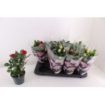 Rosa Potiroos Patio Hit mix 13cm