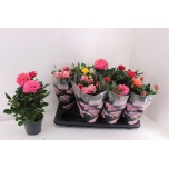 Rosa Potiroos Patio Hit mix 13cm