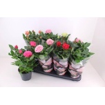 Rosa Potiroos Patio Hit mix 13cm