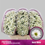 Chrysanthemum Krüsanteem SANTINI Rossi White*25