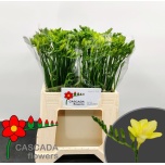 Freesia Sunny Beach