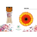 Gerbera MINI Decora Diamond*20