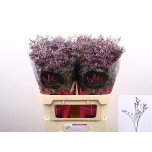 Limonium Parkjuur V Safora Lilac 80cm