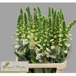 Digitalis Sõrmkübar camelot white 100cm