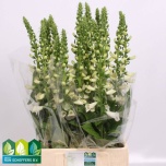 Digitalis Sõrmkübar camelot white 85cm