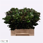 Ilex Iileks Blue Prince 40cm (tk)