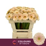 Gerbera MINI Pelican*20