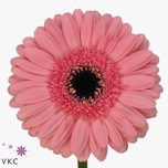 Gerbera MINI Diamond Petticoat*20