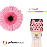 Gerbera MINI Petticoat Diamond*20